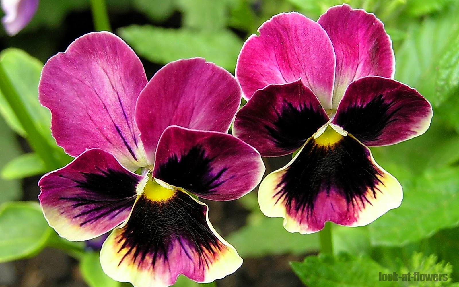Pansies Pack a Punch